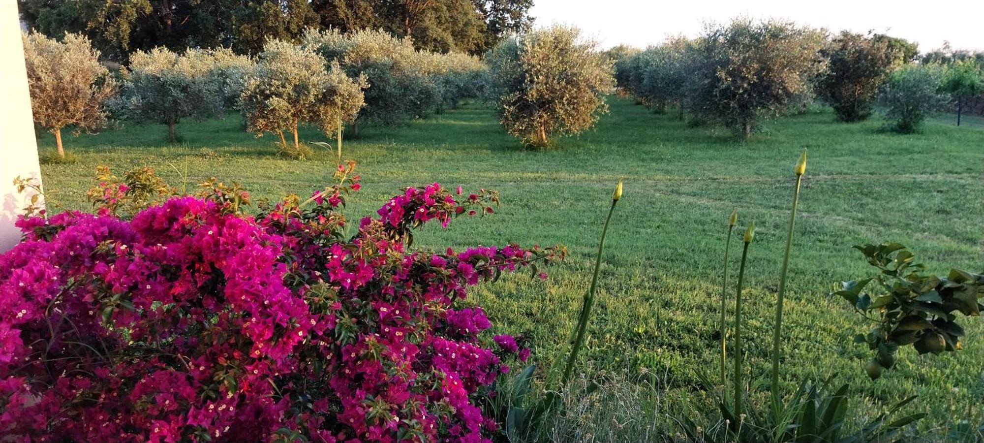 Vila Dubravka - Schoen Und Komfortabel Inmitten Von Olivenbaeumen Und Weinbergen Mit Whirlpool Valtura Kültér fotó