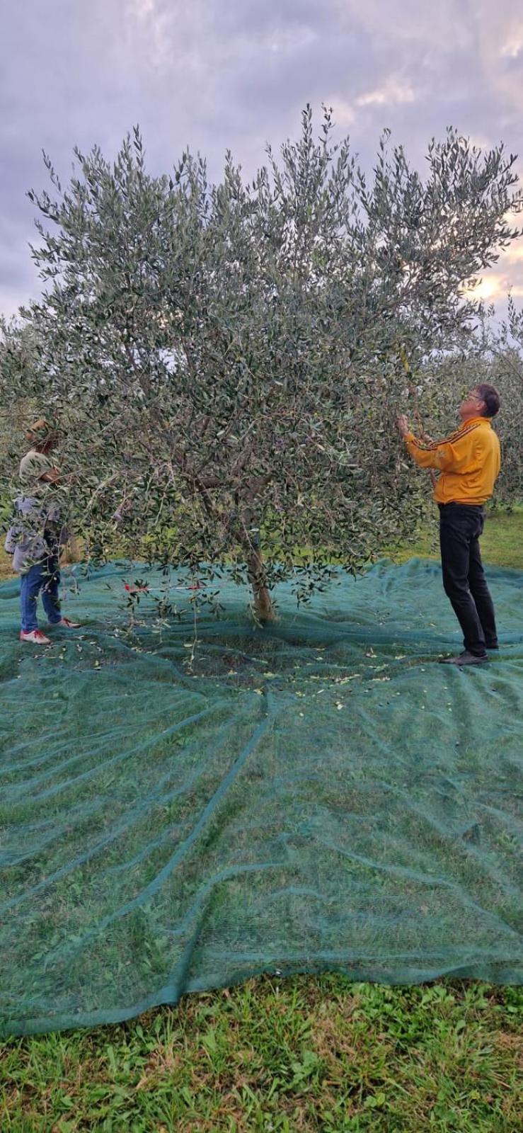 Vila Dubravka - Schoen Und Komfortabel Inmitten Von Olivenbaeumen Und Weinbergen Mit Whirlpool Valtura Kültér fotó